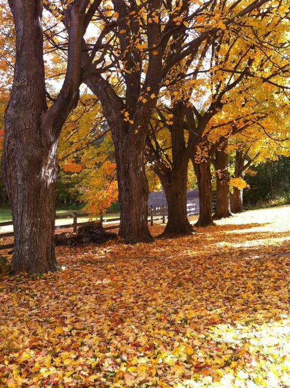 The Maples Bed And Breafast Angus Bagian luar foto